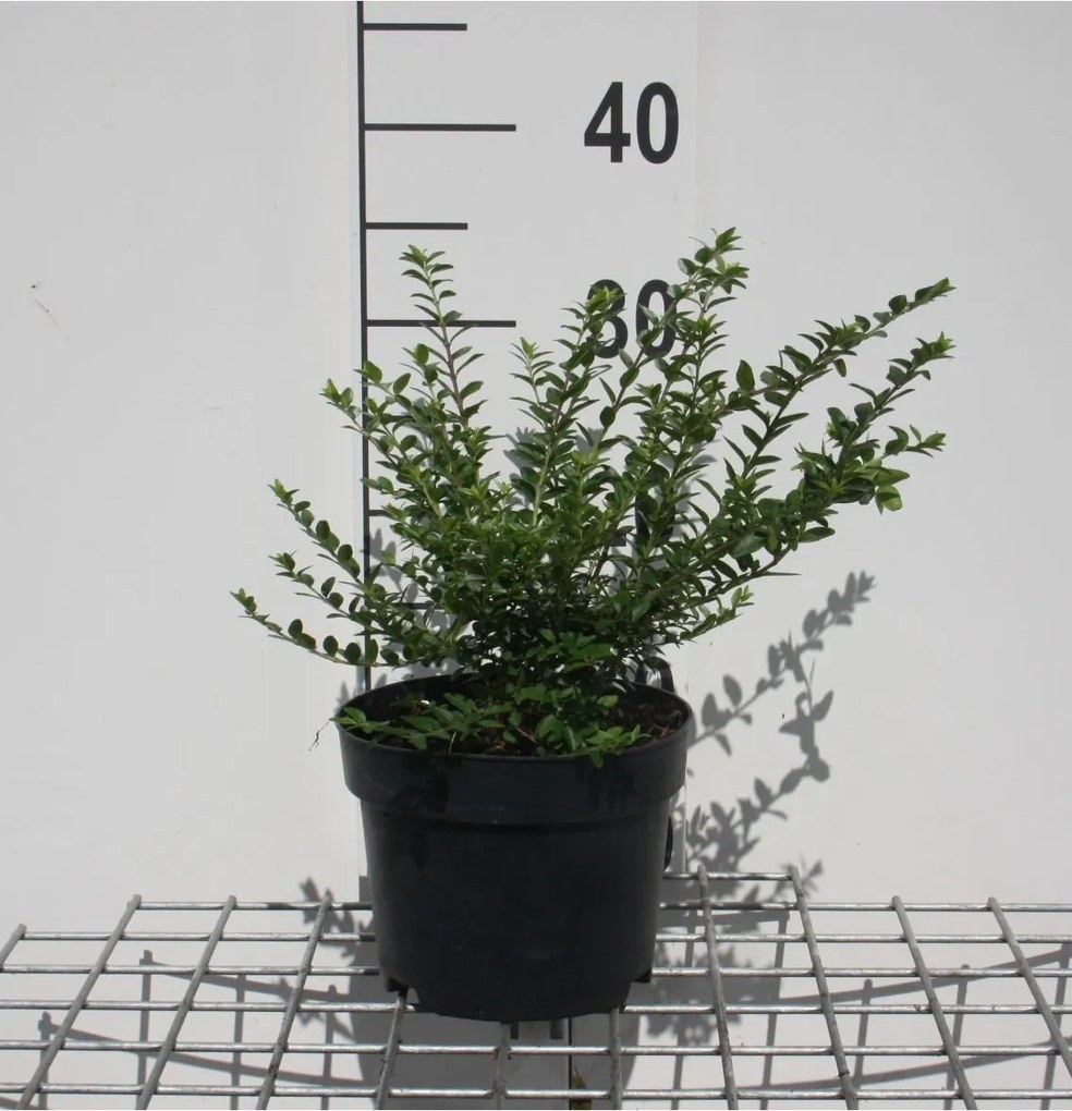Lonicera nitida 'Maigrün' - pot 2L - 30-40 cm -