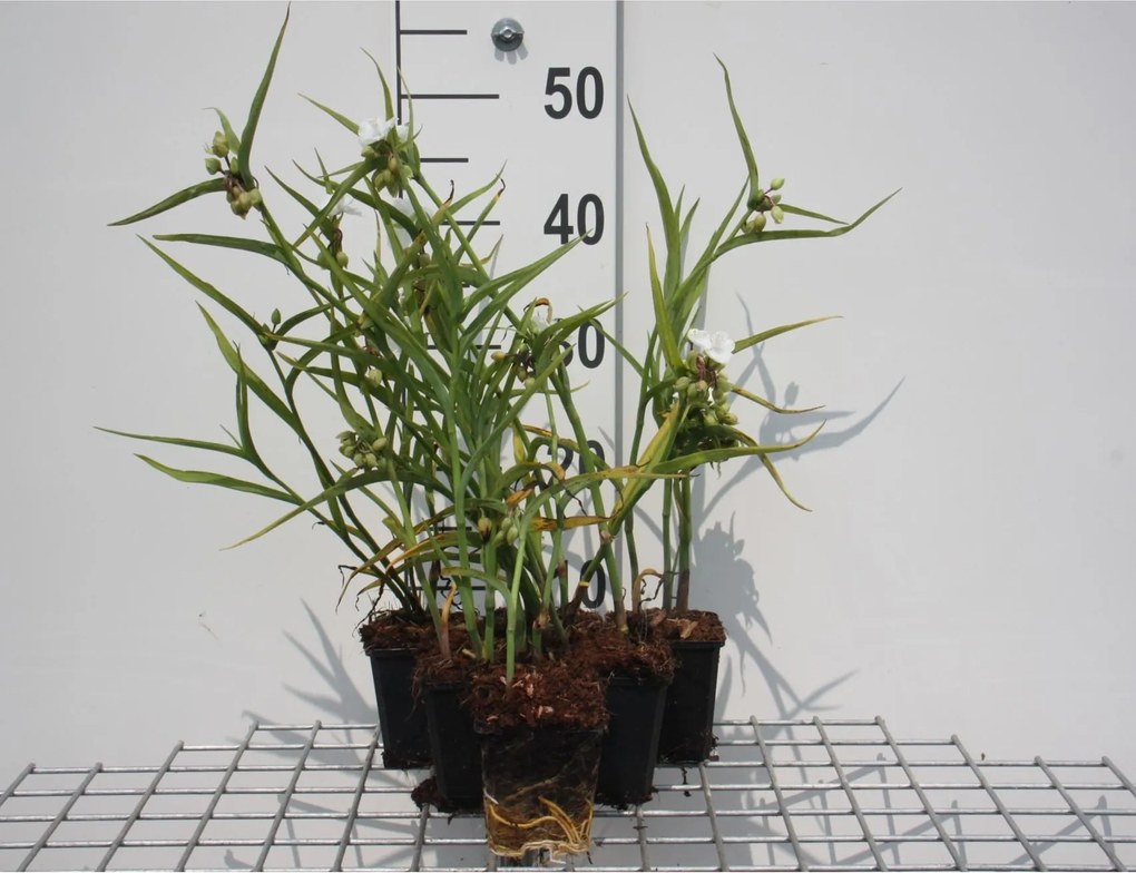 Tradescantia 'Innocence' - pot 9x9 cm