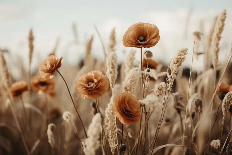 Foto Orange Poppy Field, Treechild