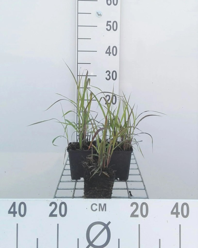 Miscanthus 'Purpurascens' - pot 9x9 cm