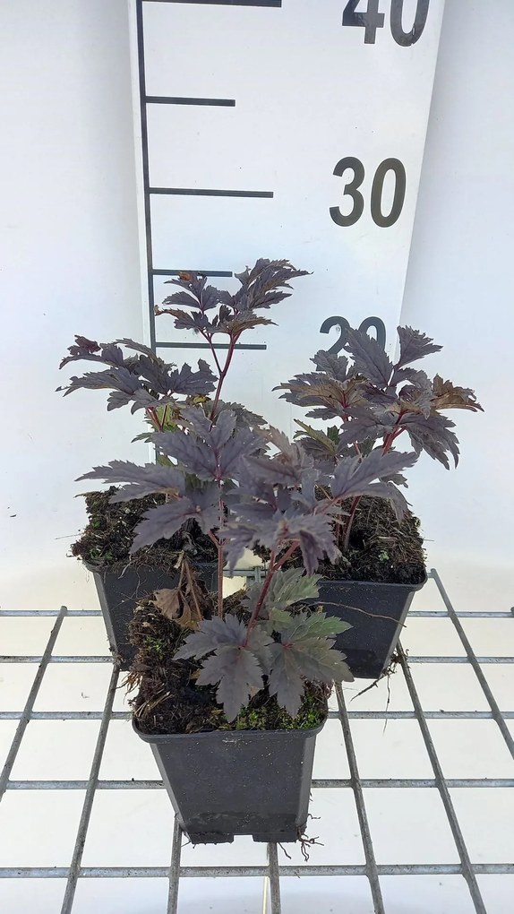 Actaea 'Chocoholic' - pot 9x9 cm