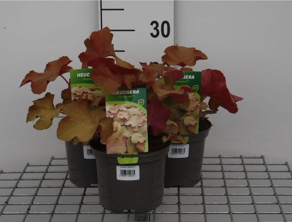 Heuchera 'Caramel' - pot 2L -