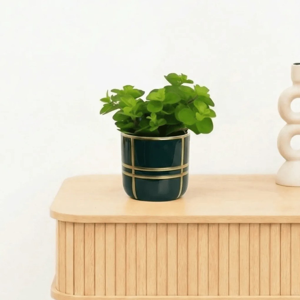 Bambino Peperomia Rotundifolia - 10cm