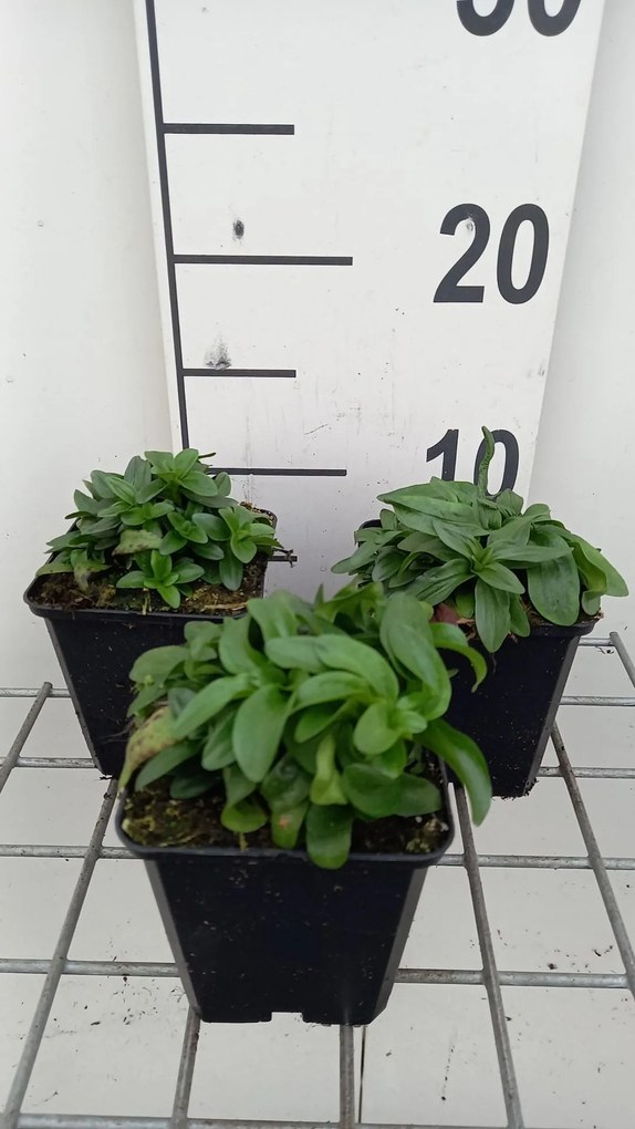 Gentiana septemfida var. lagodechiana - pot 9x9 cm