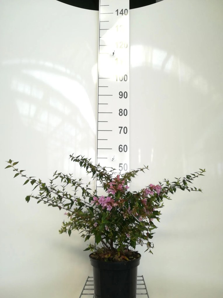 Abelia 'Edward Goucher' - pot - 25-30 cm -