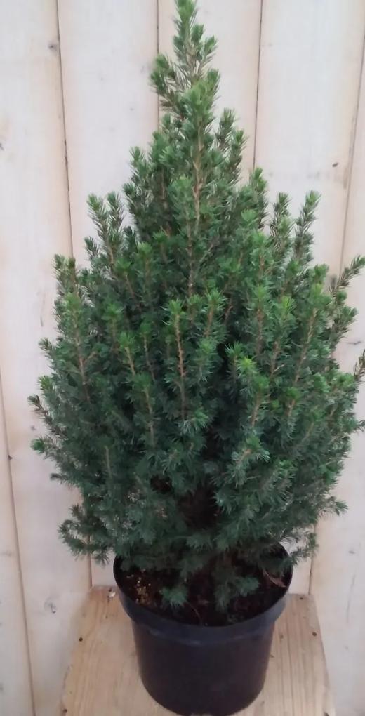 Conifeer Picea 70 cm