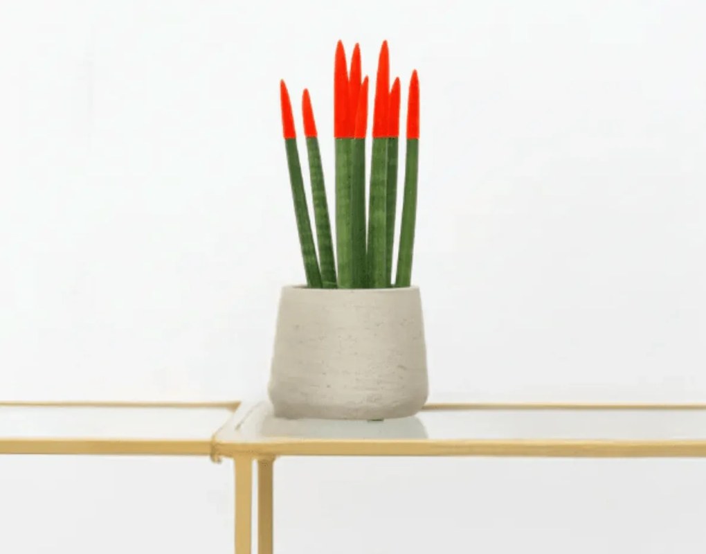 Sansevieria Cylindrica Velvet Touchz rood - 25cm