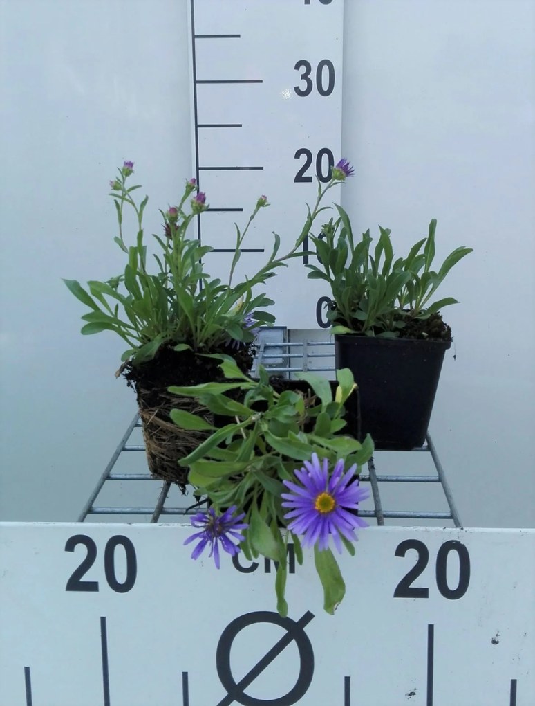 Aster alpinus 'Goliath' - pot 9x9 cm -