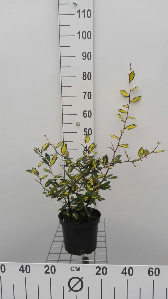 Elaeagnus pungens 'Maculata' - pot - 30-40 cm