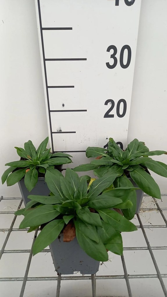 Oenothera fruticosa 'Sonnenwende' - pot 9x9 cm
