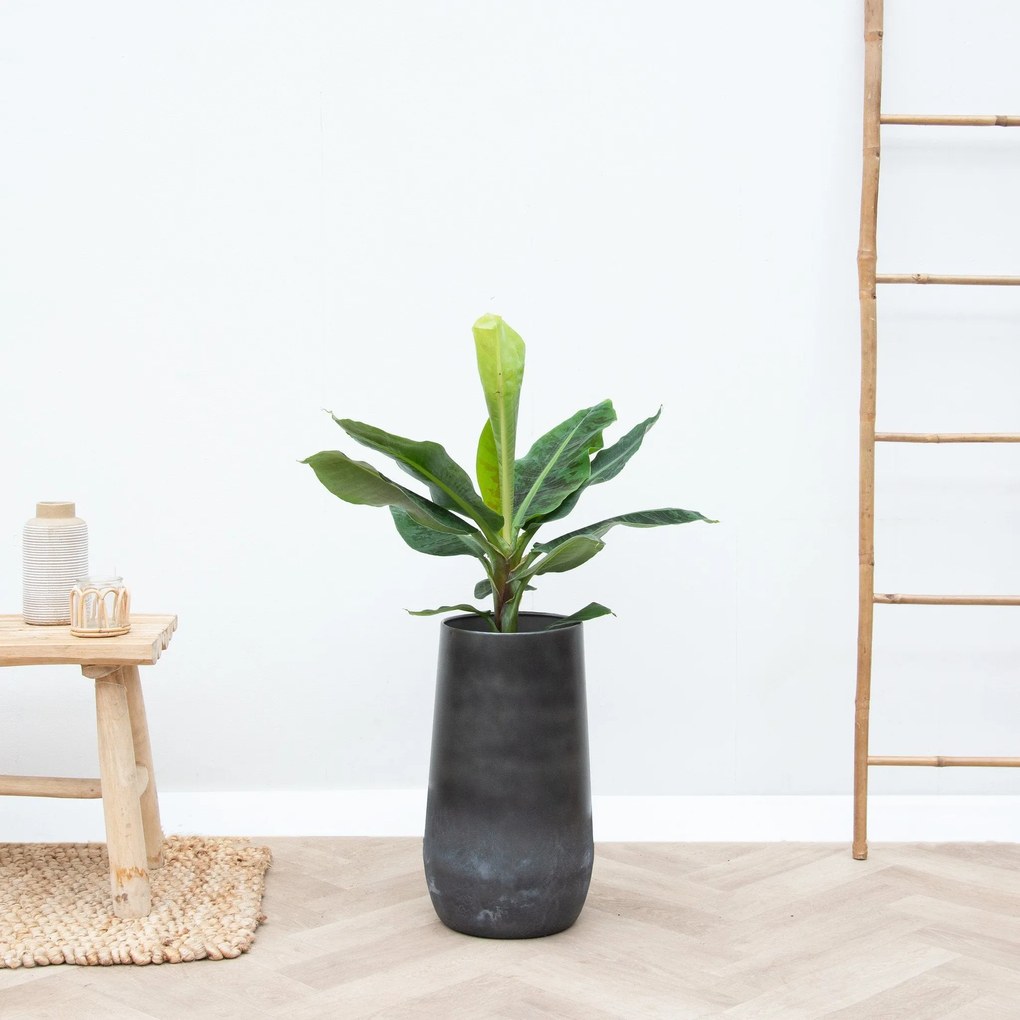 Combi deal - Bananenplant inclusief Vaas Elisa Mystic - 120cm