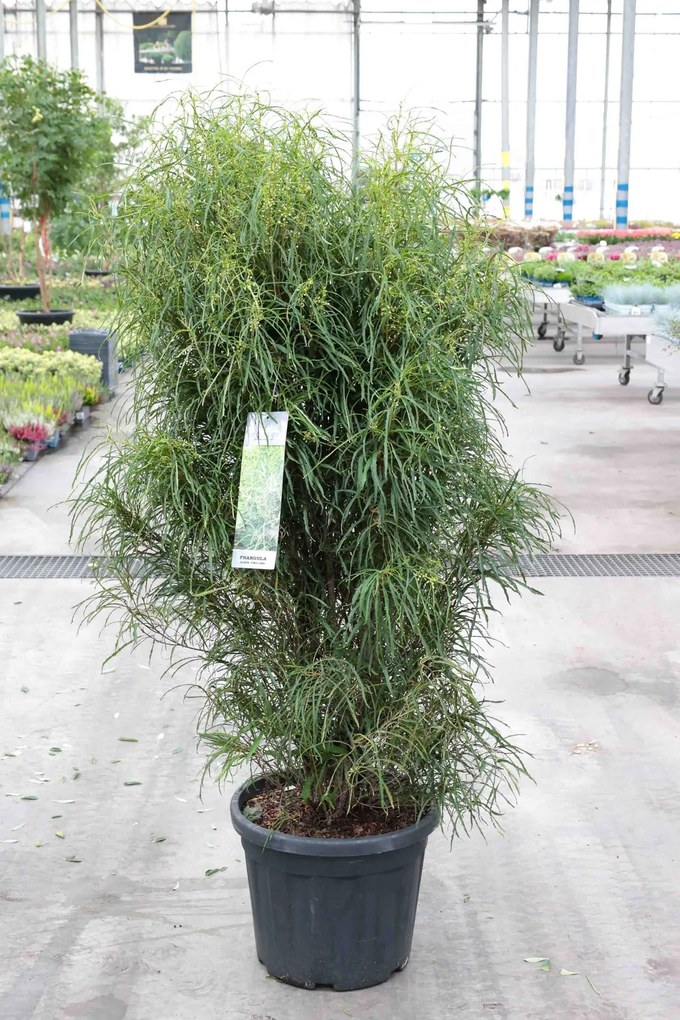 Frangula alnus 'Ron Williams' (Fine Line) - pot 35L - 125-150 cm