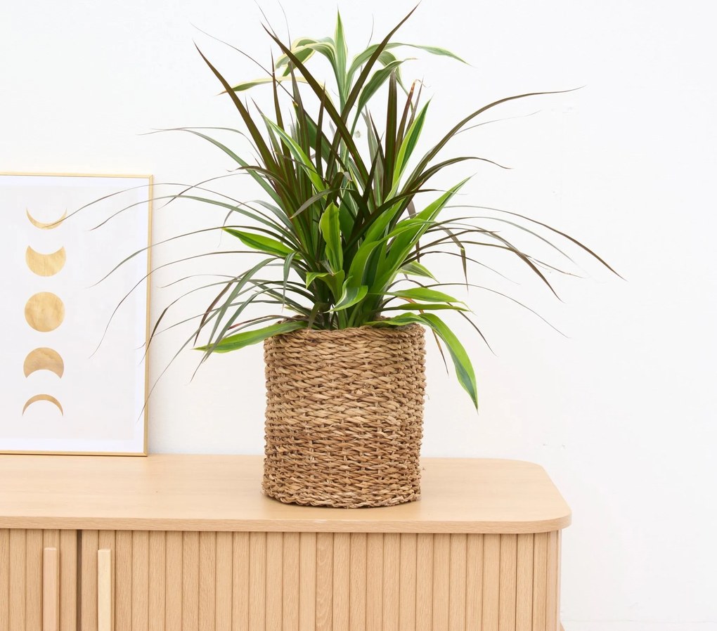 Dracaena combo edition - 60cm