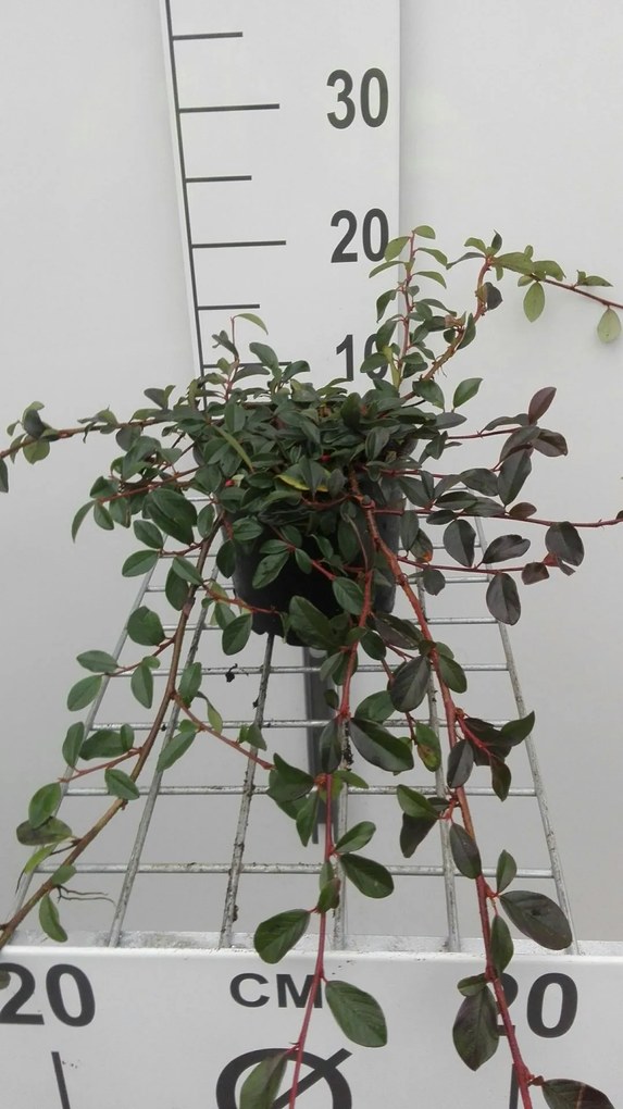 Cotoneaster dammeri - pot 1,3L - 20-30 cm -