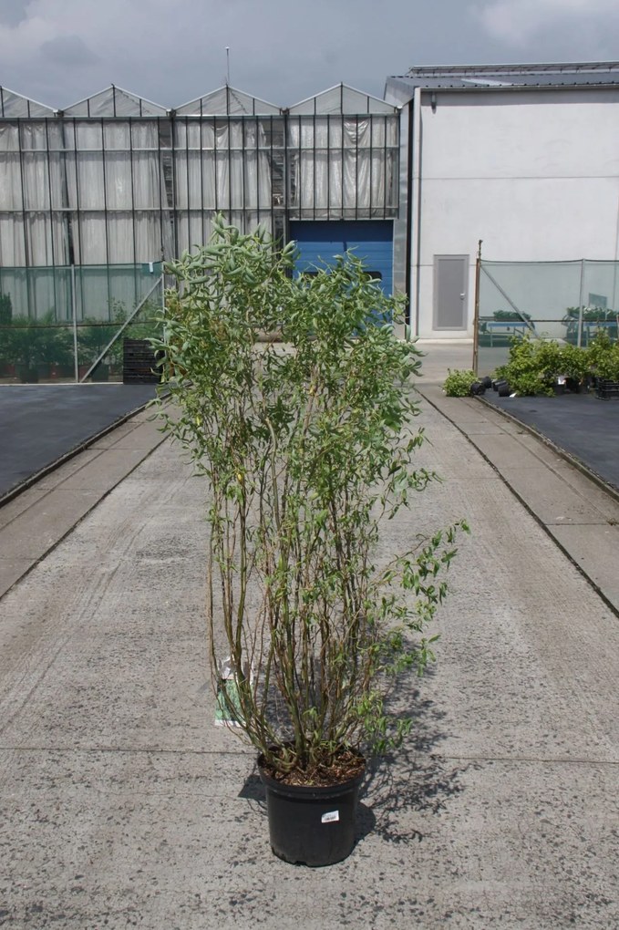 Salix babylonica 'Tortuosa' - pot 12L - 100-125 cm