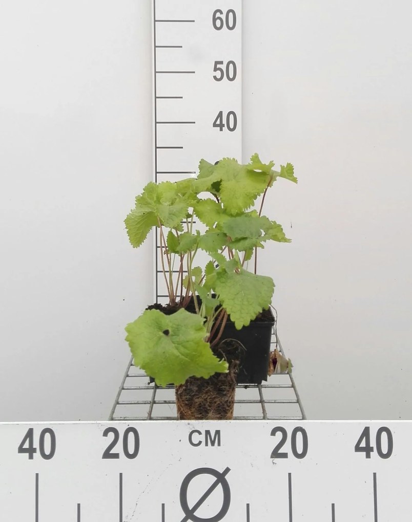 Phlomis tuberosa - pot 9x9 cm -