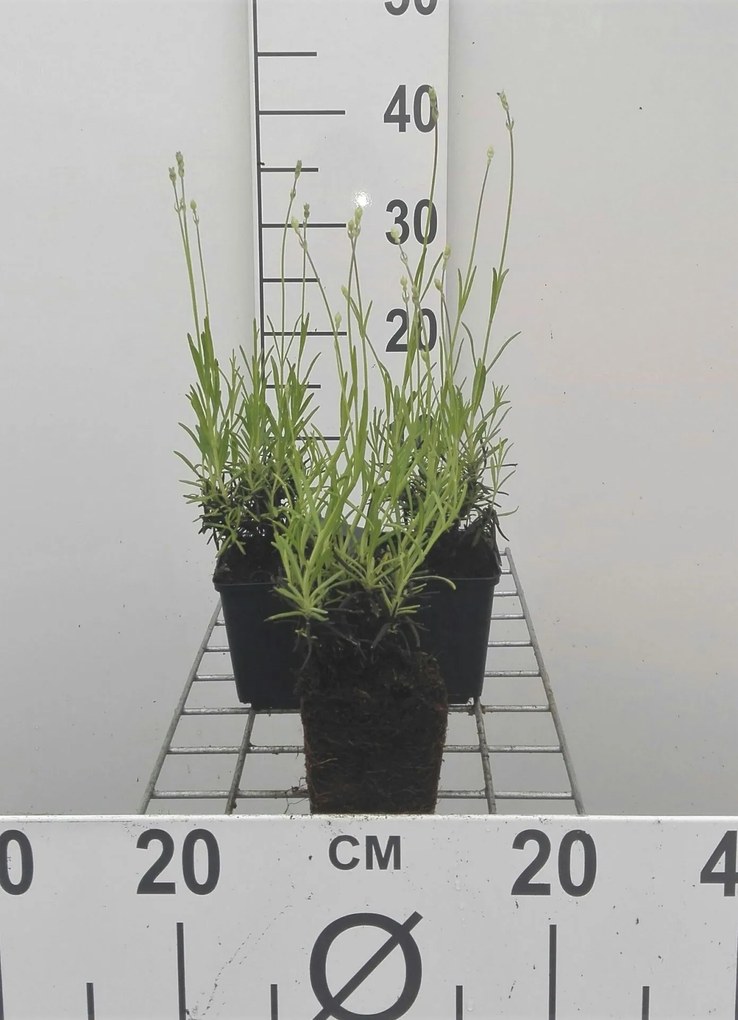 Lavandula angustifolia - pot 9x9 cm (Lavendel)