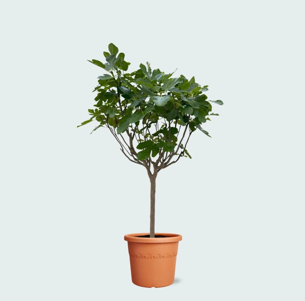 Ficus Carica op stam - 240cm