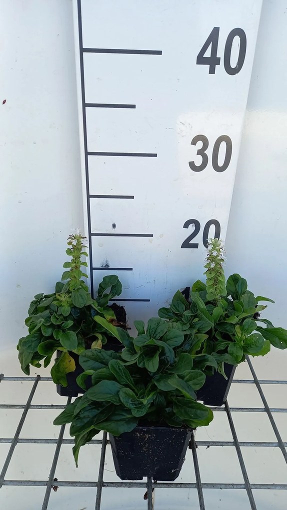 Ajuga reptans 'Alba' - pot 9x9 cm -