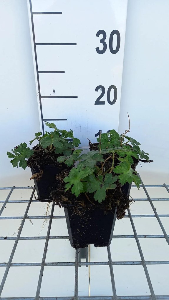 Geranium 'Sweet Heidy' - pot 9x9 cm