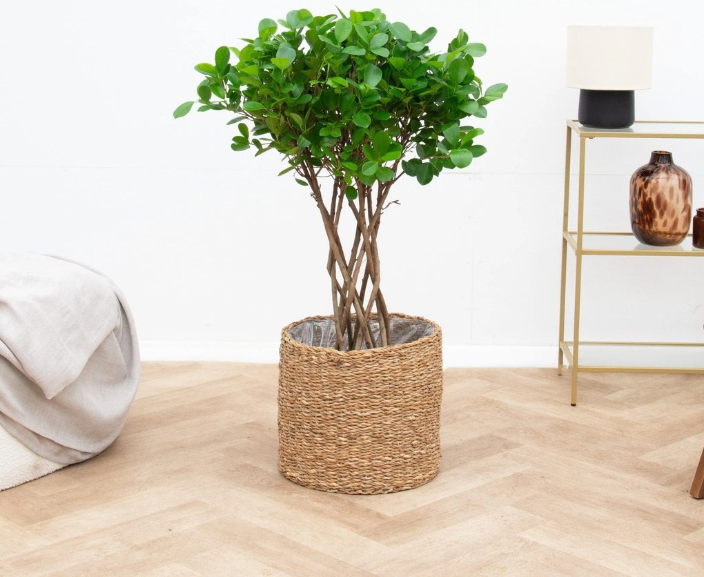 Ficus Moclame gevlochten cilinder - 120 cm