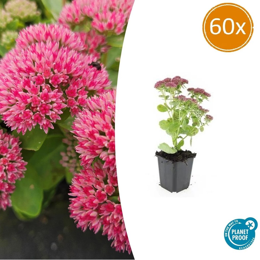 Sedum 'Herbstfreude' - 20cm