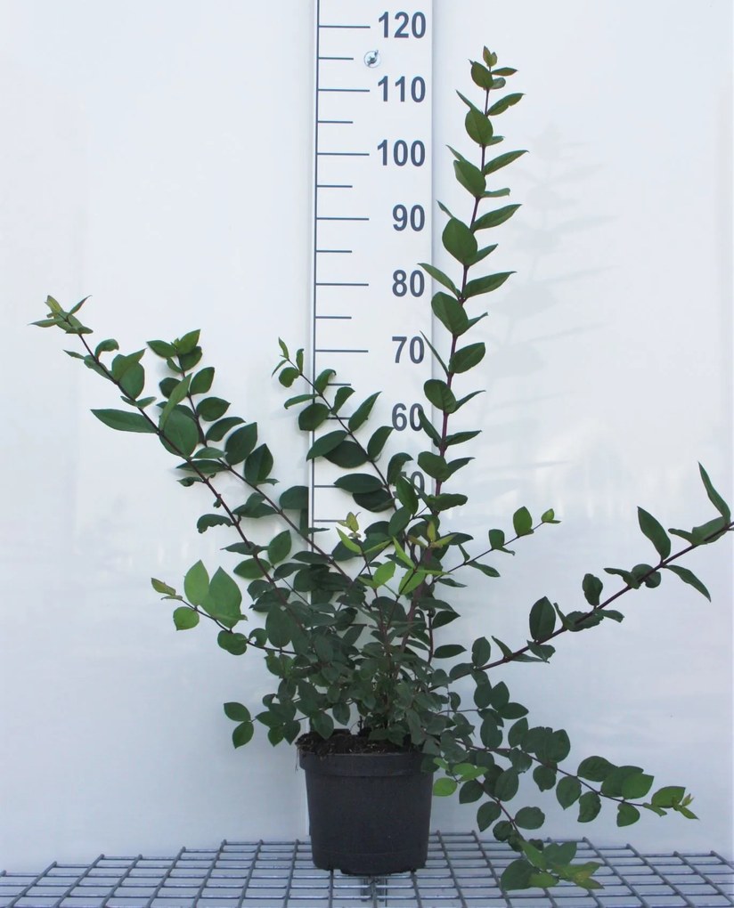 Lonicera fragrantissima - pot - 40-50 cm -