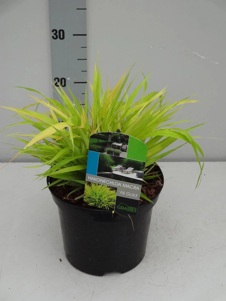 Hakonechloa macra 'All Gold' - pot 3L