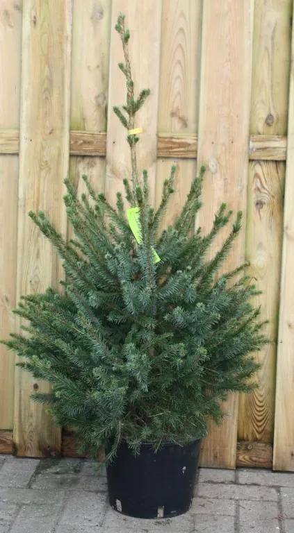 Kerstboom Warentuin Picea Omorika 60 - 80 cm Warentuin Natuurlijk