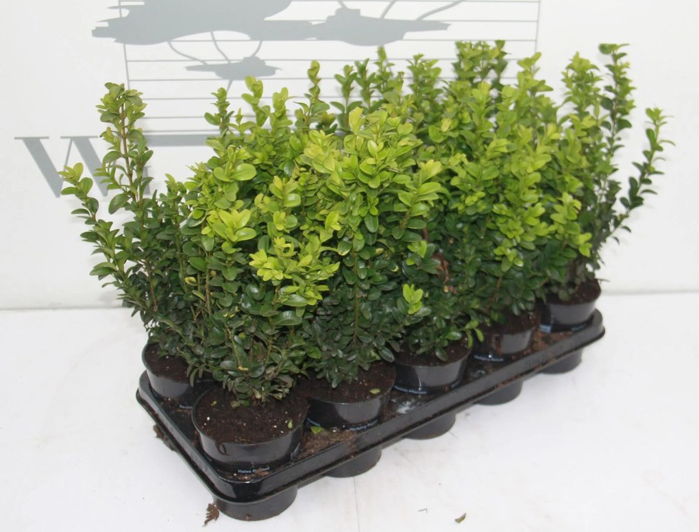 Buxus sempervirens - pot - 20-25 cm -