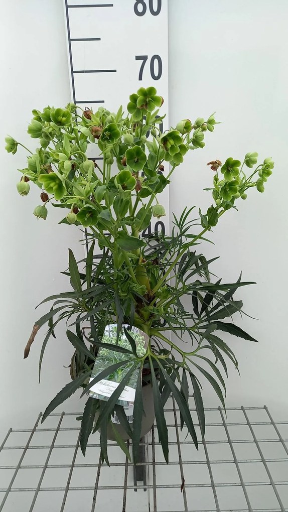 Helleborus foetidus - pot 2L