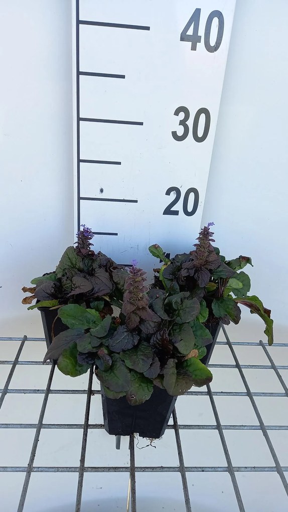 Ajuga reptans 'Braunherz' - pot 9x9 cm -