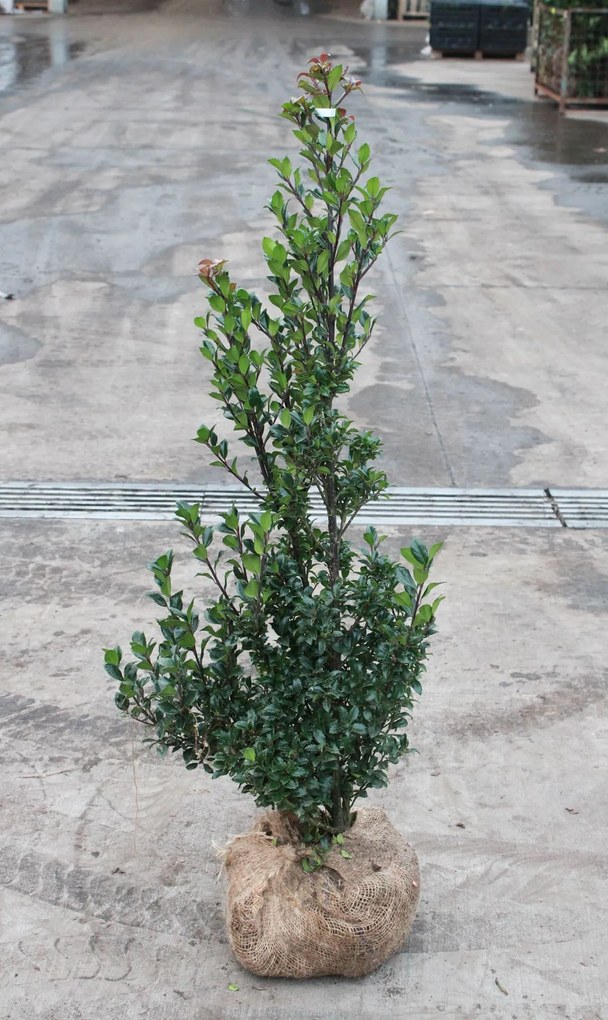 Ilex x meserveae'Heckenstar'- aardekluit - 100-125 cm