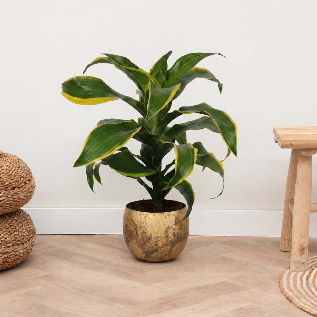 Dracaena Dorado - 60 cm