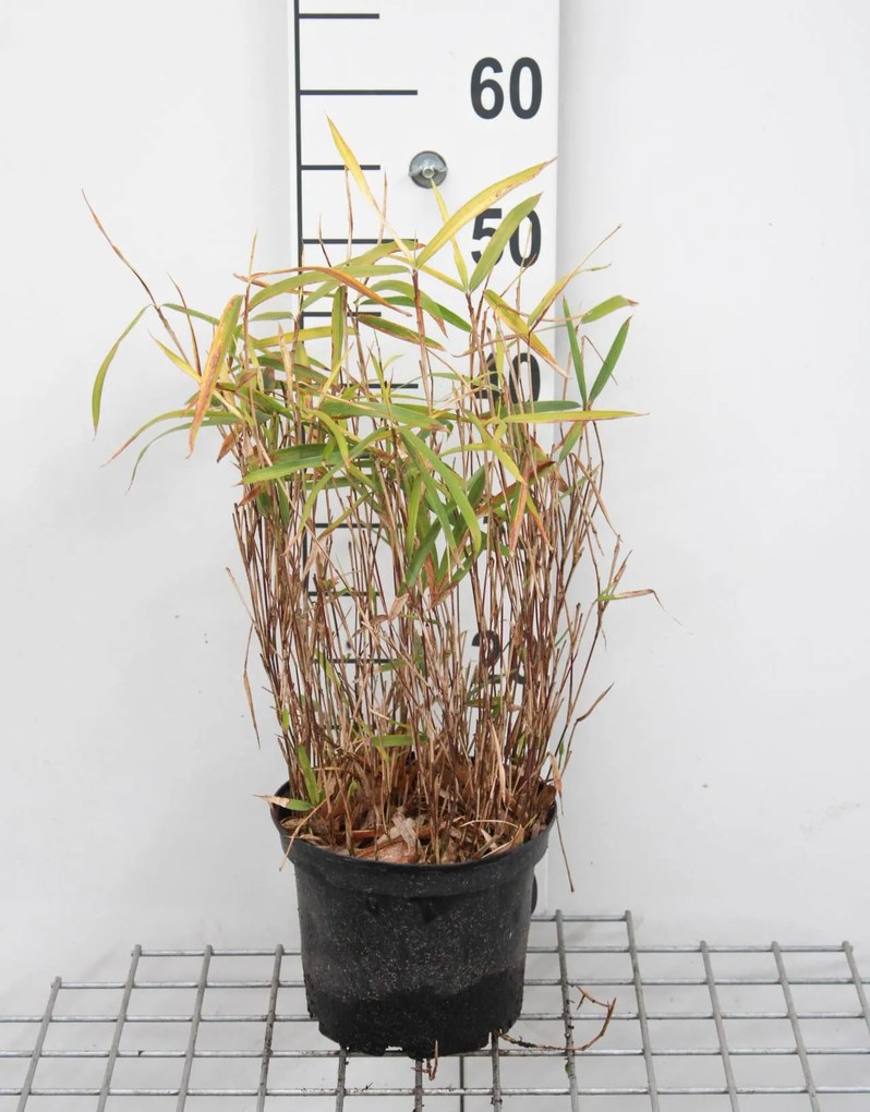 Pleioblastus argenteostriatus f. pumilus - pot 2L
