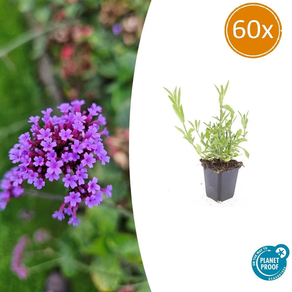 Verbena Bonariensis - 20cm