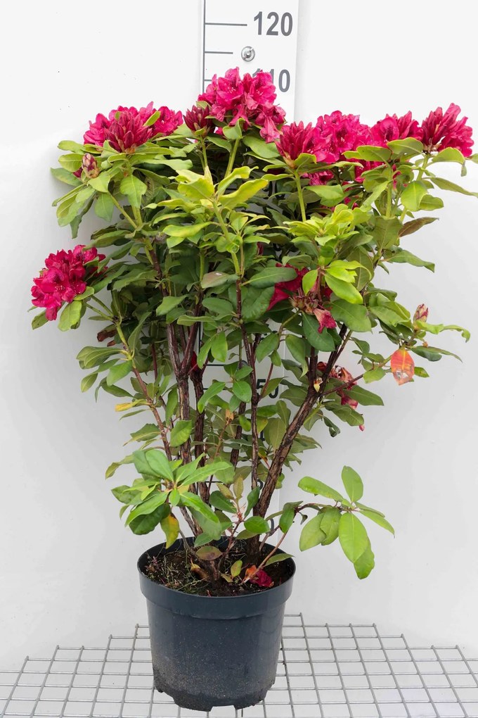 Rhododendron'Lord Roberts'- pot 10L - 60-80 cm