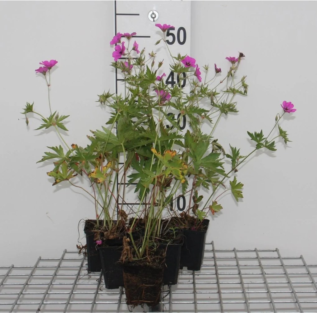 Geranium 'Brempat' (Patricia) - pot 9x9 cm