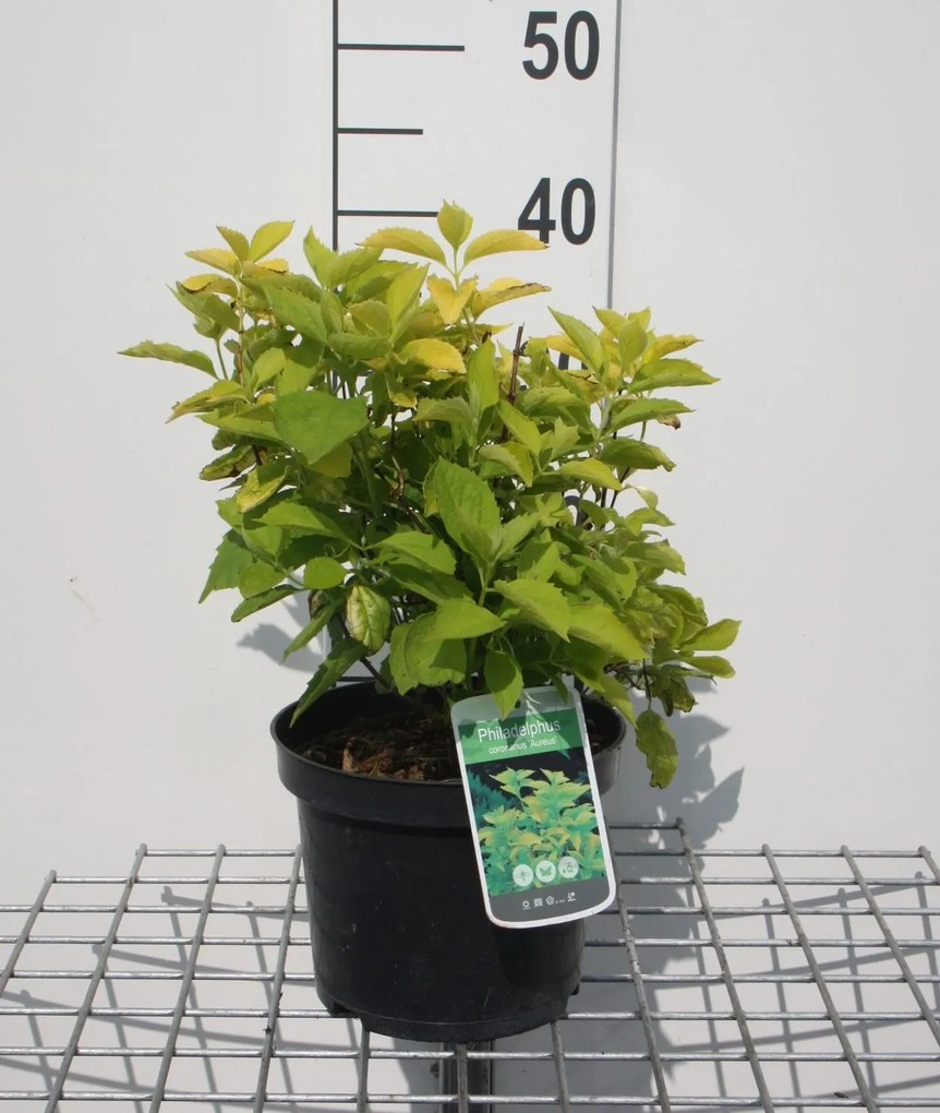 Philadelphus coronarius'Aureus'- pot - 30-40 cm