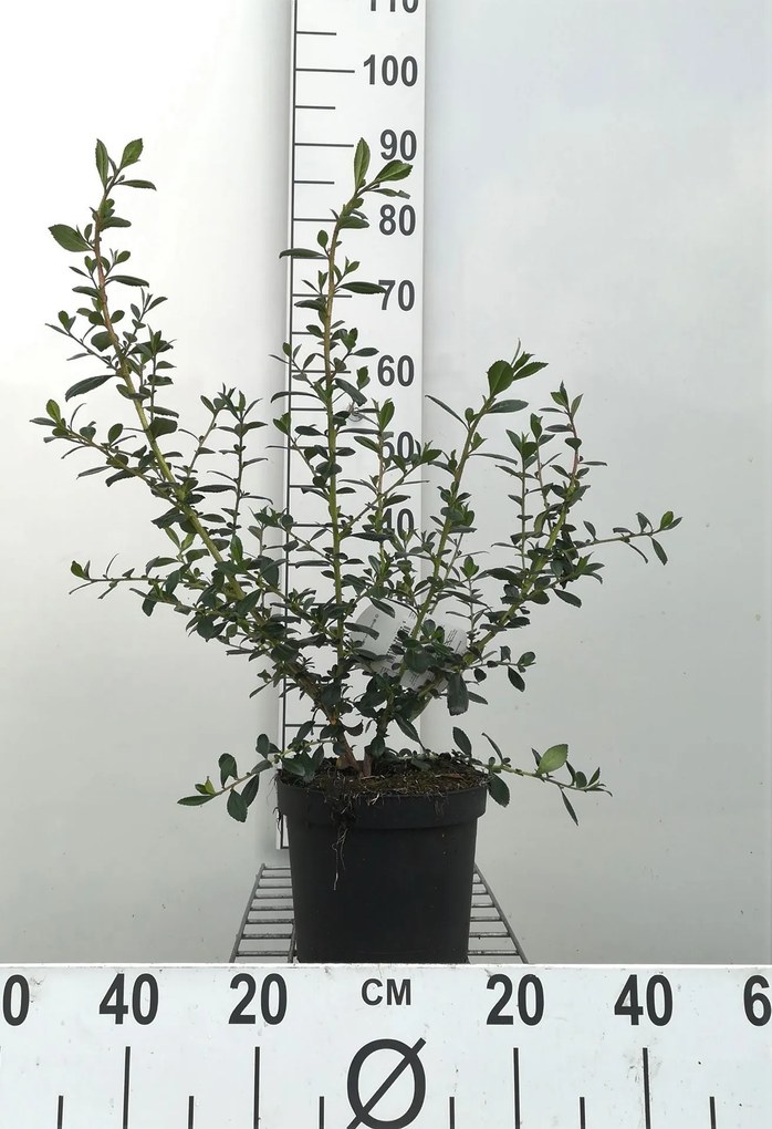 Escallonia rubra 'Crimson Spire' - pot - 40-50 cm
