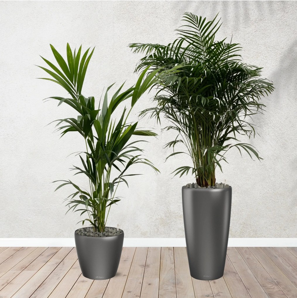 Combi deal - Areca palm 170 cm - Kentia palm 170 cm inclusief zelfwaterende potten