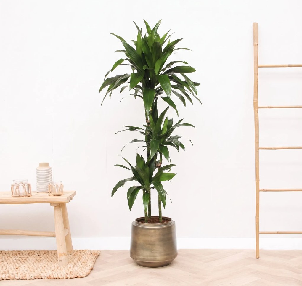 Dracaena Fragrans Janet Craig - 140 cm