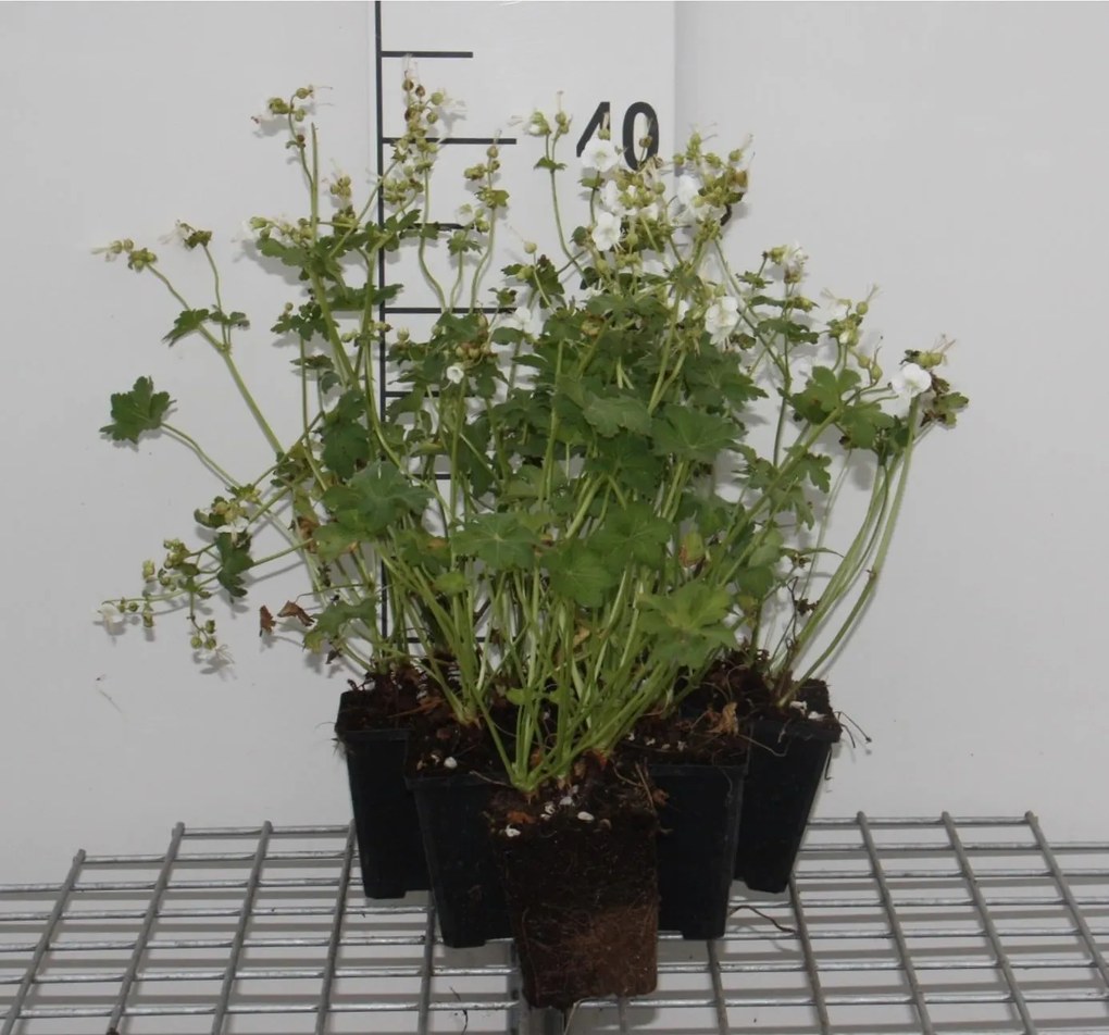 Geranium macrorrhizum 'White Ness' - pot 9x9 cm -