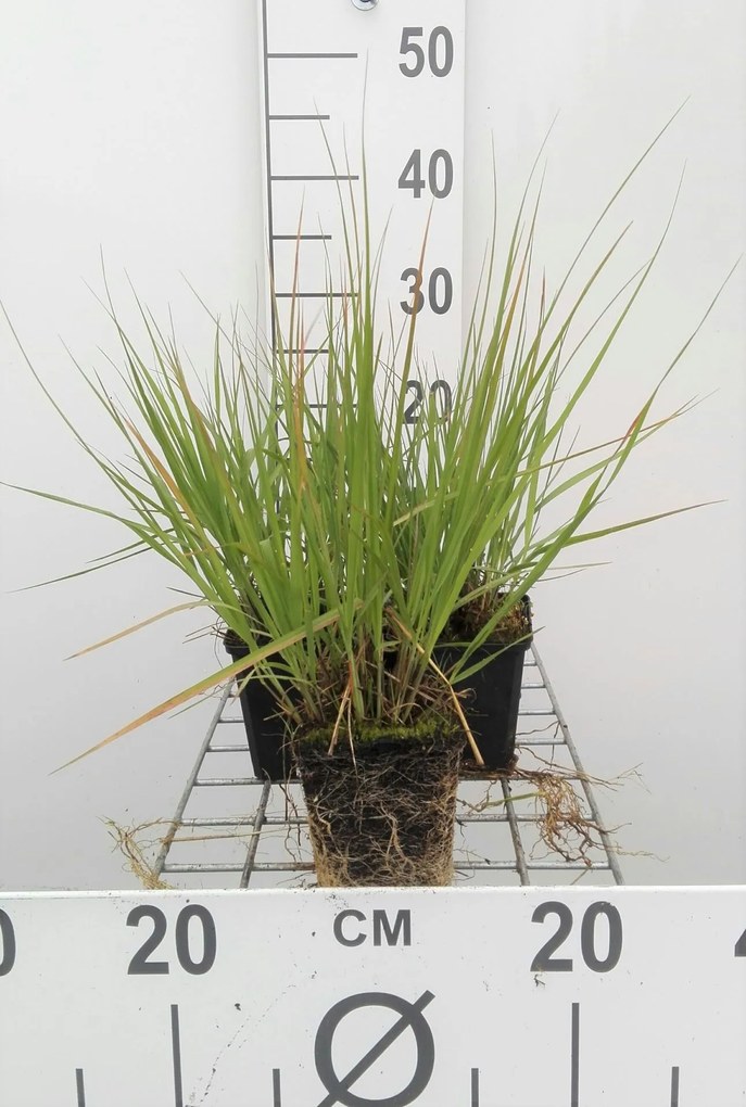 Molinia caerulea 'Heidebraut' - pot 9x9 cm -