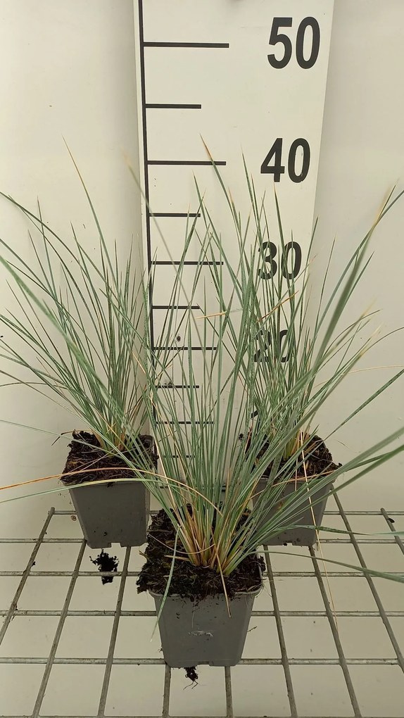Helictotrichon sempervirens 'Saphirsprudel' - pot 9x9 cm