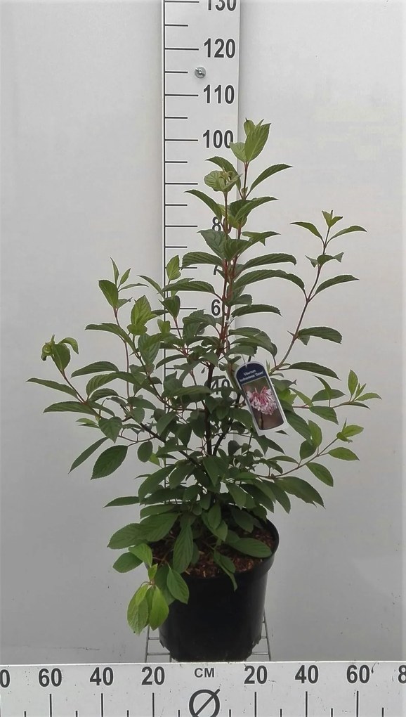 Viburnum x bodnantense 'Dawn' - pot - 80-100 cm