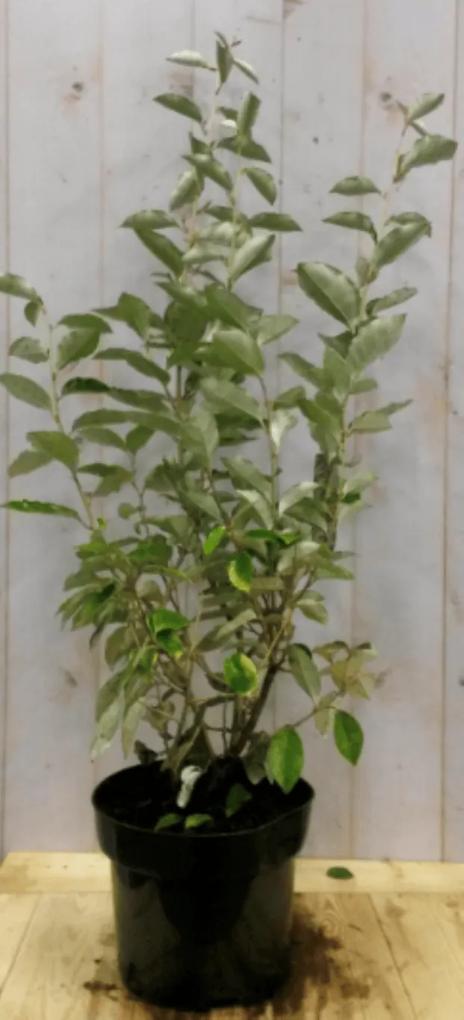 Elaeagnus Olijfwilg groen blad 80 cm
