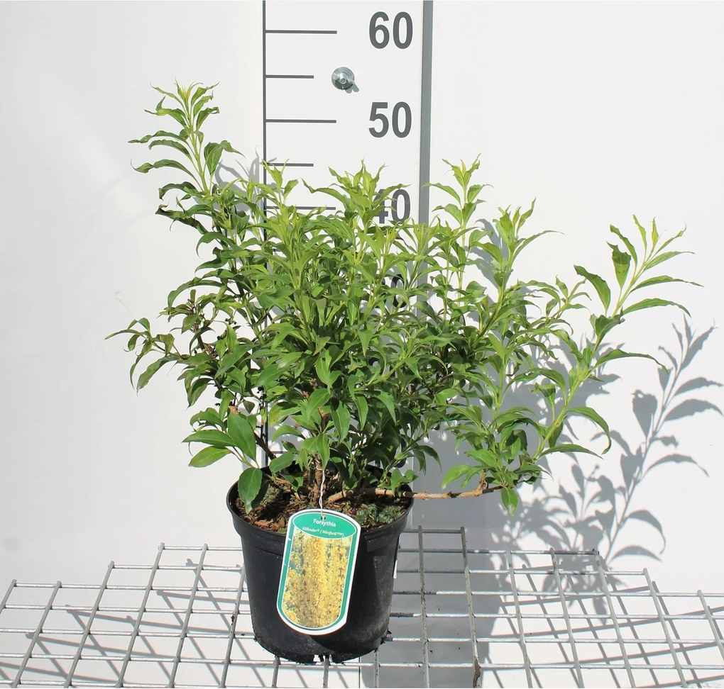 Forsythia x intermedia'MINFOR6'(Mikador) - pot - 30-50 cm
