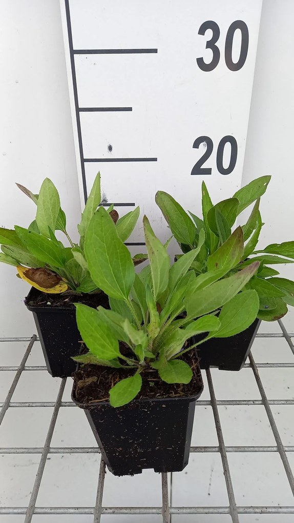 Rudbeckia fulgida var. speciosa - pot 9x9 cm