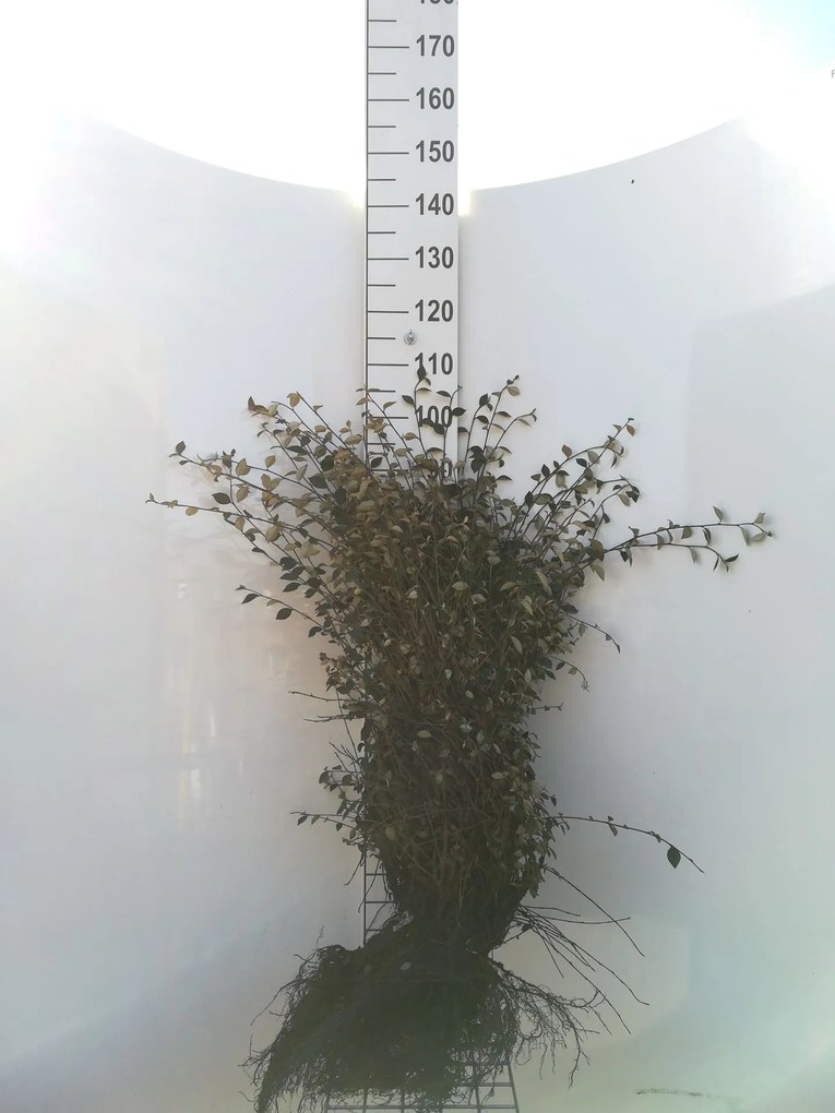 Cotoneaster franchetii - blote wortel - 40-60 cm -